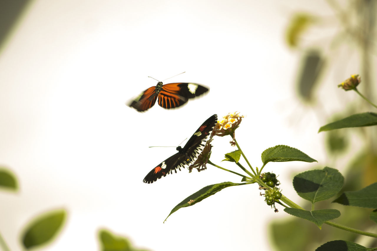 BUTTERFLY POLLINATING ON FLOWER