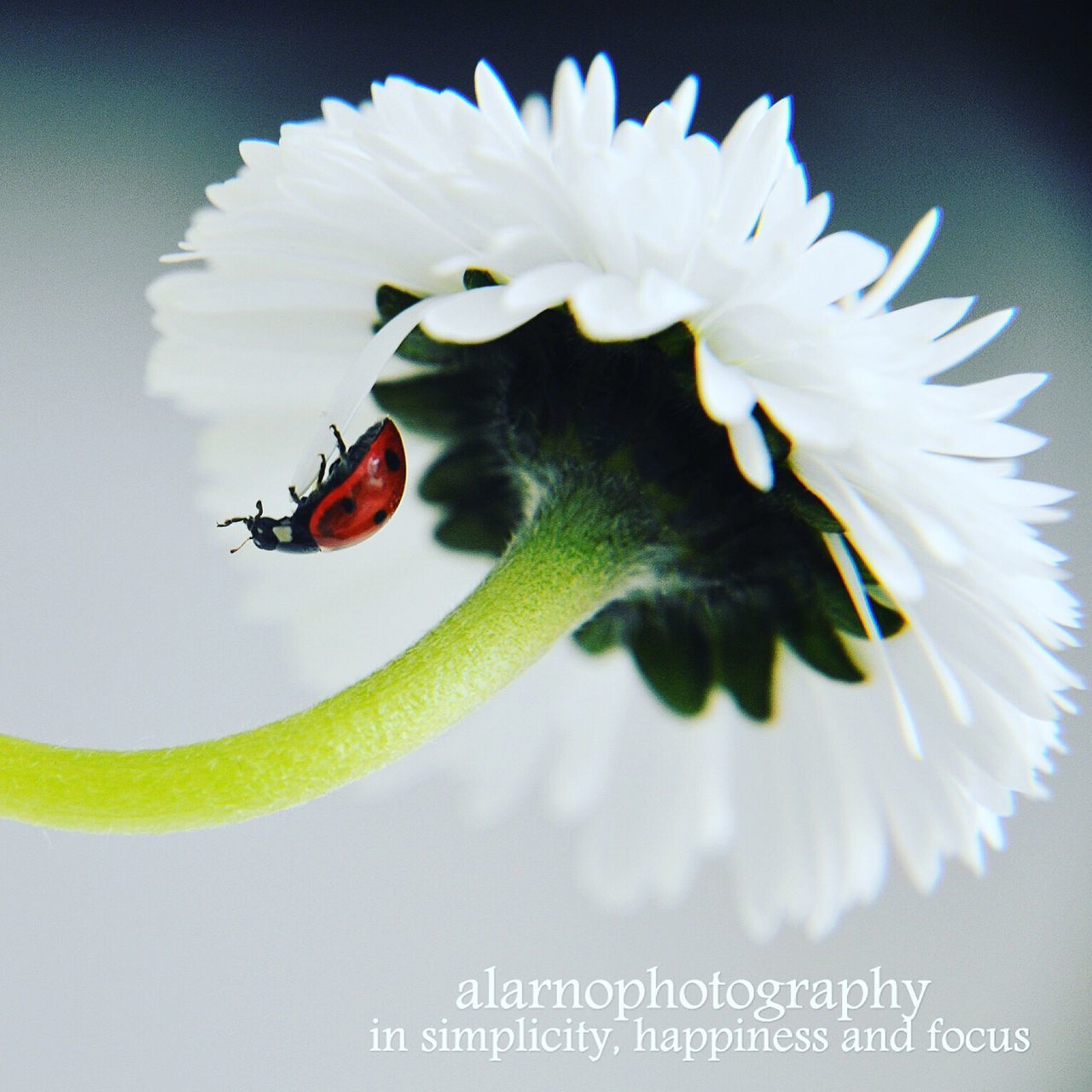 alarnophotography