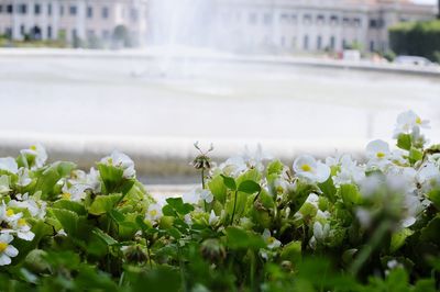 Close-up of white flowering plants in city