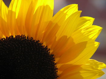 Close-up of sunflower