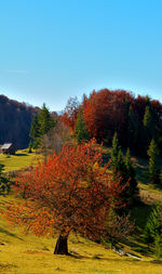 Scenic view of field against clear sky