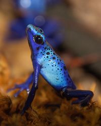 Close-up of a lizard