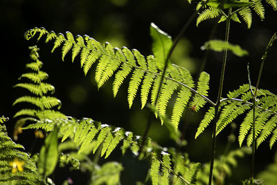 ferns and horsetails