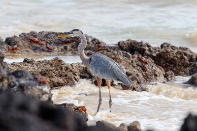 Close-up of bird perching on rock