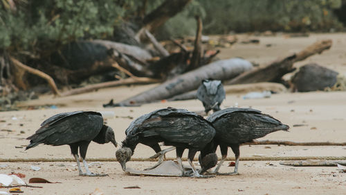 Flock of birds on beach