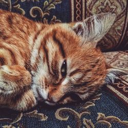 Close-up portrait of cat lying on carpet