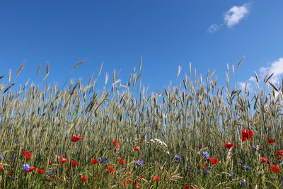 Flowering plants on field against blue sky