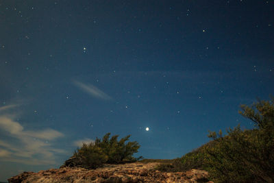 Low angle view of trees against sky at night