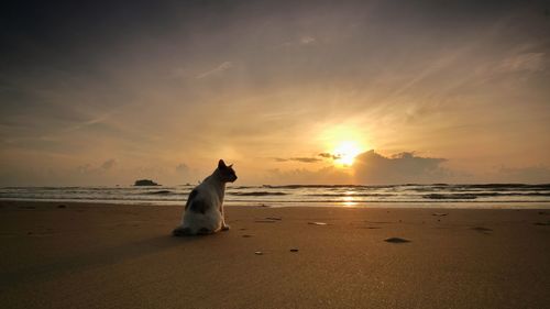 A cat observing the gorgeous sunrise at cherating beach,pahang, malaysia.