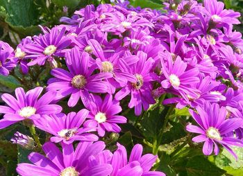 Close-up of purple flowers blooming outdoors