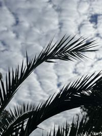grass