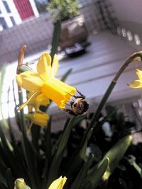 Close-up of bee on yellow flower