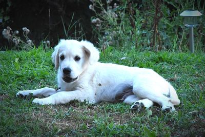 Portrait of a dog resting on field