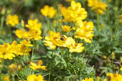 Close-up of bee pollinating on yellow flower