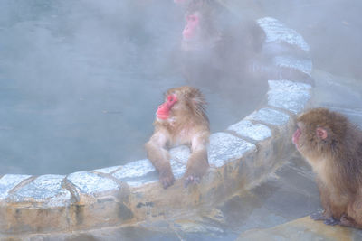 Monkey on rock in water