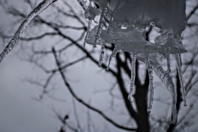 Close-up of frozen bare tree branches during winter