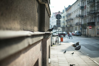 Pigeons on sidewalk in city