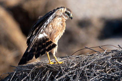 Close-up of bird perching on nest