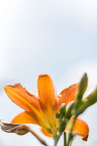 Close-up of day lily blooming against white background