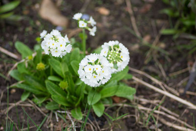 Close-up of flowers blooming in field