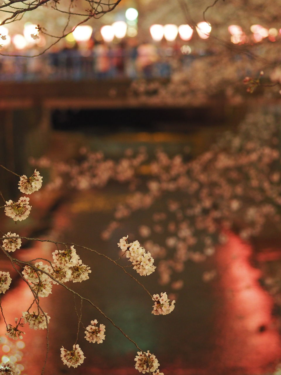 illuminated, flower, lighting equipment, decoration, focus on foreground, night, close-up, low angle view, growth, tree, fragility, branch, outdoors, no people, nature, celebration, hanging, selective focus, built structure, plant