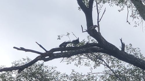 Low angle view of bird on branch against sky