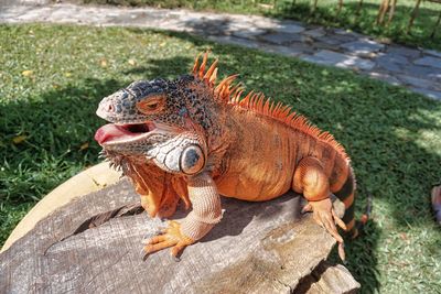 Close-up of red or orange iguana who is sunbathing on wood