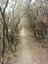 Bare trees in forest