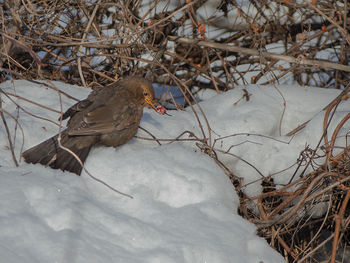 High angle view of bird perching on snow field