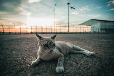 Cat lying in the sunset