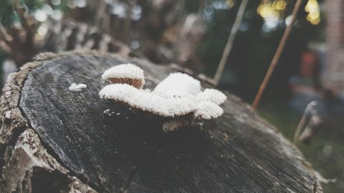 Close-up of snow on wood