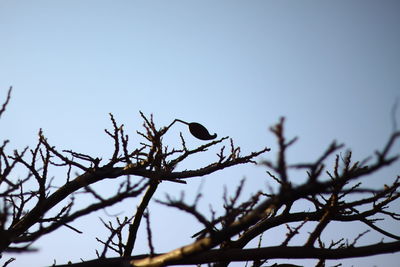 Low angle view of bird perching on branch against sky