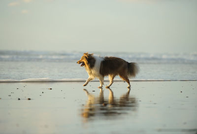 Shetland sheepdog on shore at beach against sky