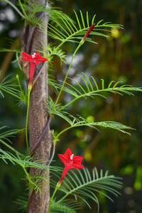 Close-up of red flowering plant