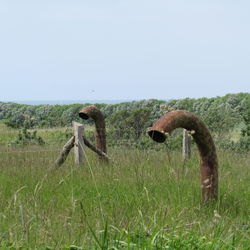 View of sheep on grassy field