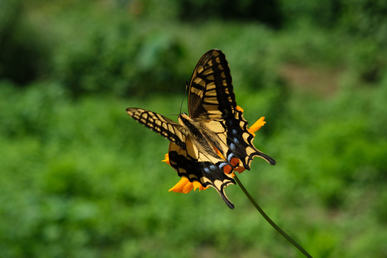 CLOSE-UP OF BUTTERFLY PERCHING ON A LEAF