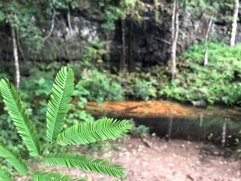 Close-up of fern in forest