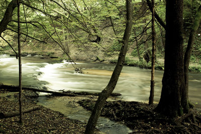 Scenic view of lake in forest