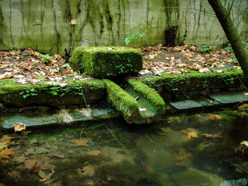 Moss growing on tree trunk