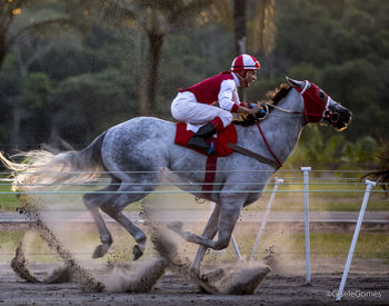 Man riding horse cart