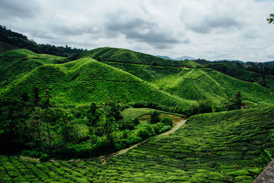 Scenic view of agricultural field against sky