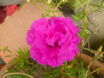 Close-up of pink flowers