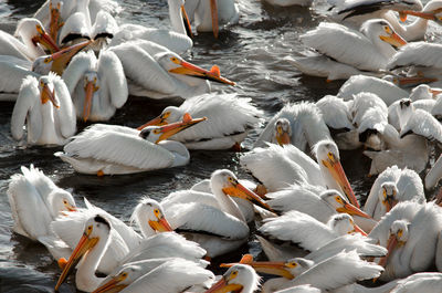 High angle view of pelicans