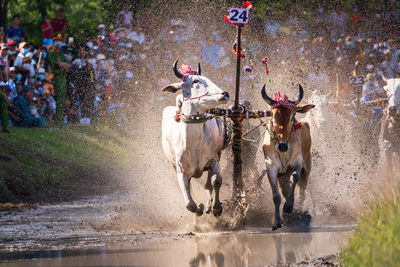 Cow racing festival is an iconic cultural activity in an giang province, vietnam