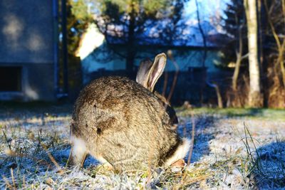 Close-up of sheep on field