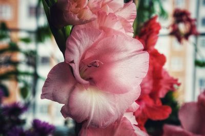 Close-up of pink rose flower