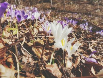 Close-up of purple crocus blooming on field