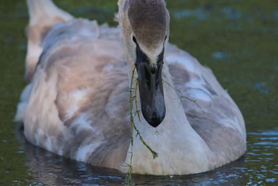 Close-up of swan swimming in lake