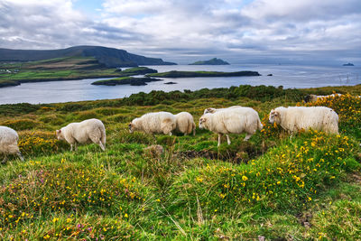 View of sheep on field against sky