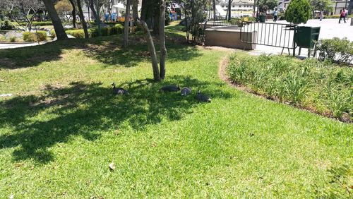 Grass and trees in park